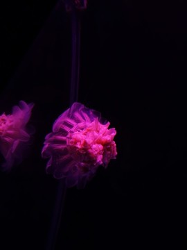 水母