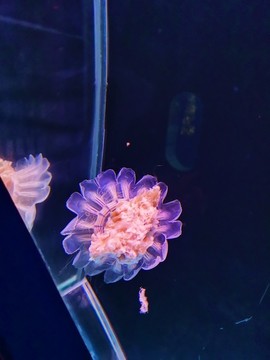 水母