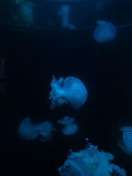 水母