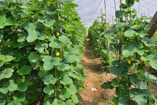 黃瓜種植