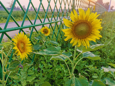 葵花