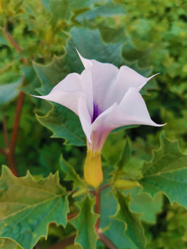 曼陀羅