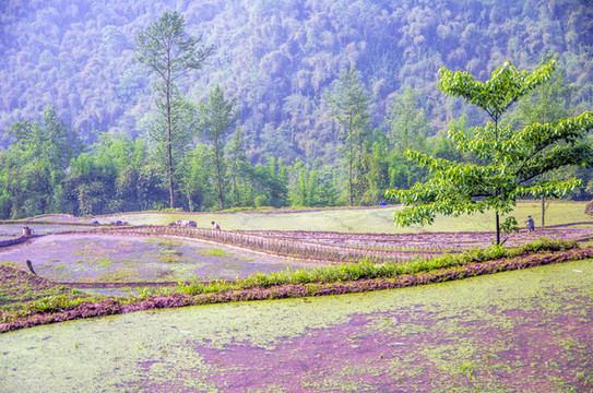 山里農(nóng)田