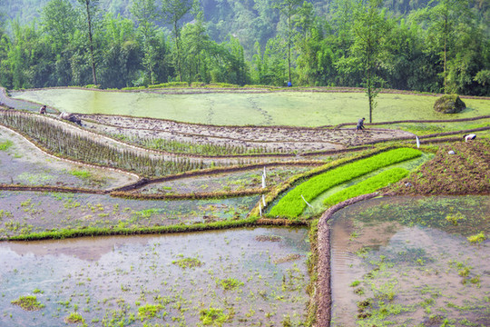 三農(nóng)