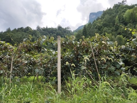 獼猴桃種植