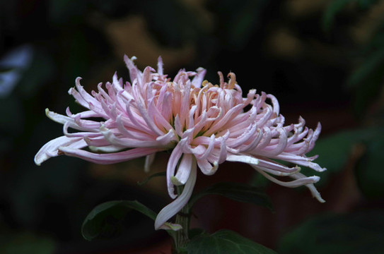 一組菊花