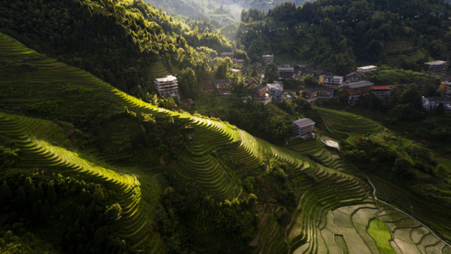廣西桂林龍脊龍勝梯田景區(qū)稻田
