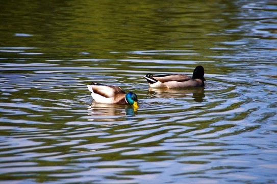 北京蓮花池公園