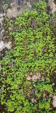 老屋苔蘚