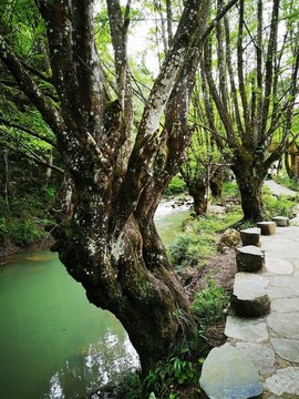小河林蔭道