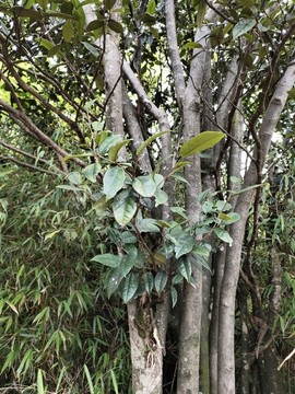 植物