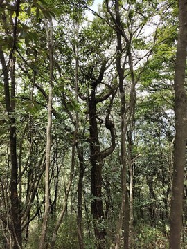 森林綠植