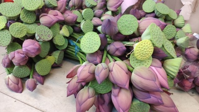 蓮花蓮蓬