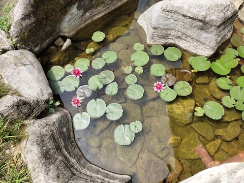 睡蓮與假山