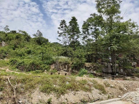 大山里的綠植