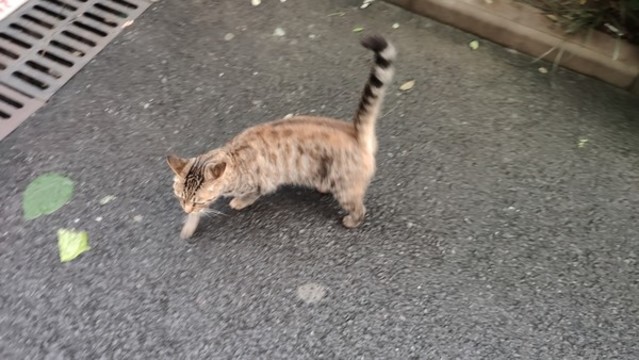 貓