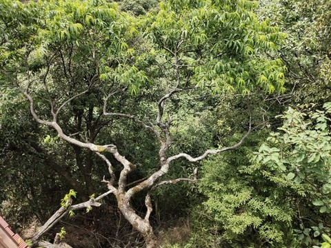 大山里的樹(shù)木
