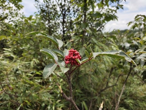 吳茱萸