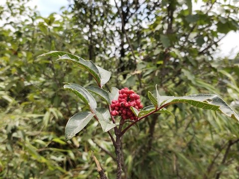 吳茱萸紅色果實(shí)
