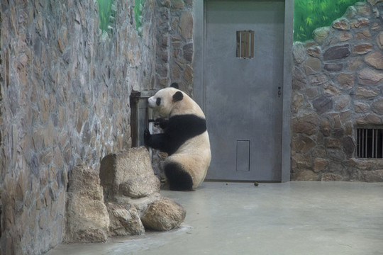 動(dòng)物園大熊貓