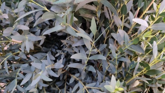 細(xì)葉尤加利