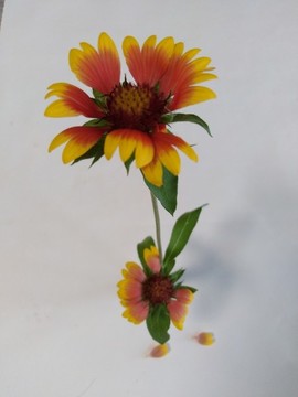 天人菊