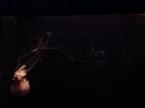 水母