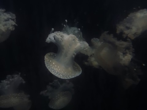 水母