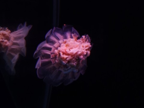 水母