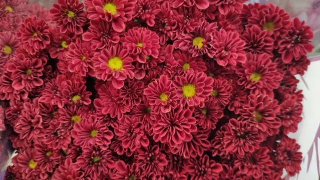 紅色小菊