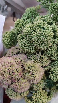 八寶