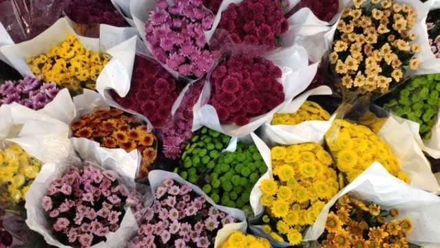 各色小菊