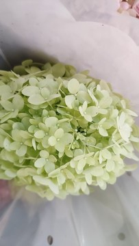 白色繡球