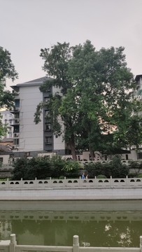 沿岸植樹