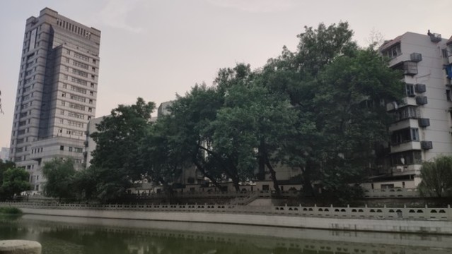 沿岸植樹