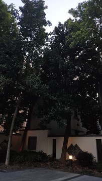 公園大樹