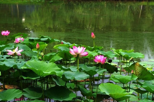 通州臺湖公園