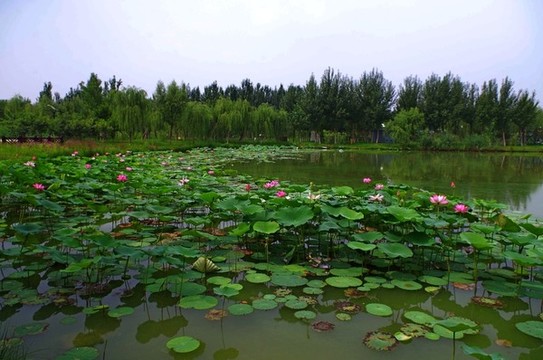 通州臺(tái)湖公園