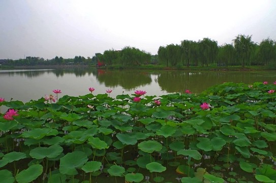 通州臺湖公園