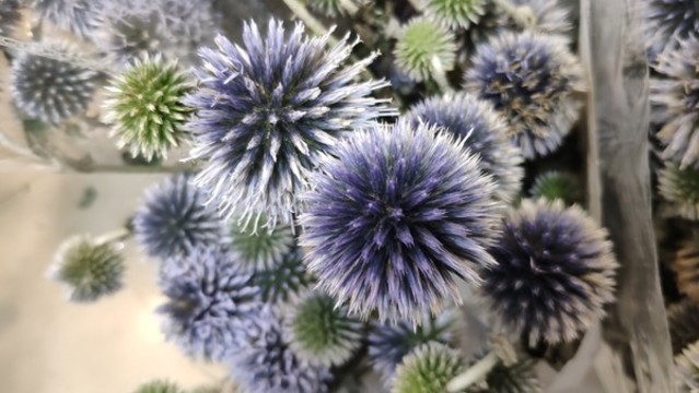 藍星球