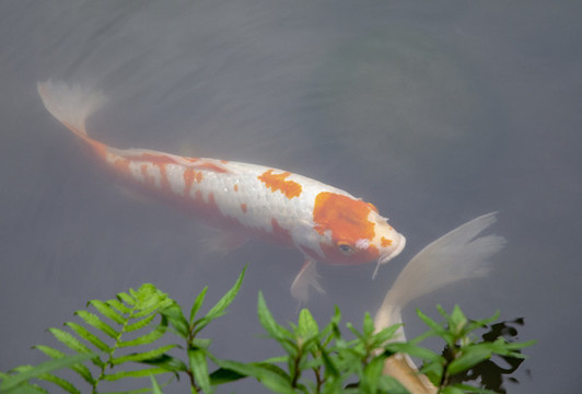 錦鯉觀賞魚