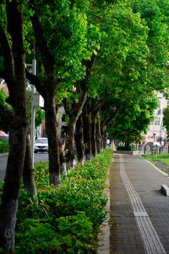 城市綠化