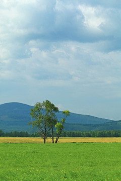 原野田野樹(shù)林風(fēng)景