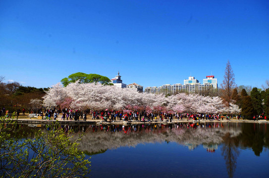 北京玉淵潭公園櫻花