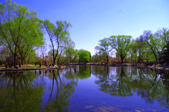 北京玉淵潭公園櫻花