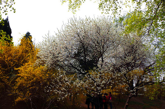 北京玉淵潭公園櫻花