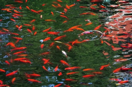 北京植物園