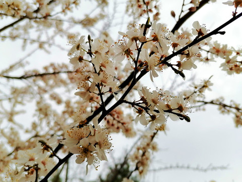 紫葉李花