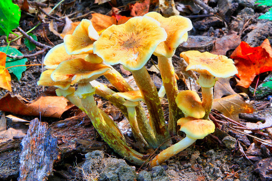野生菌與蘑菇