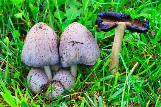 野山菌与蘑菇